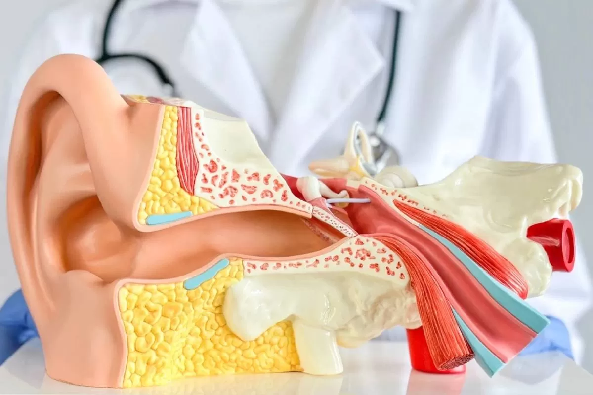 Otorhinolaryngology (E.N.T.)